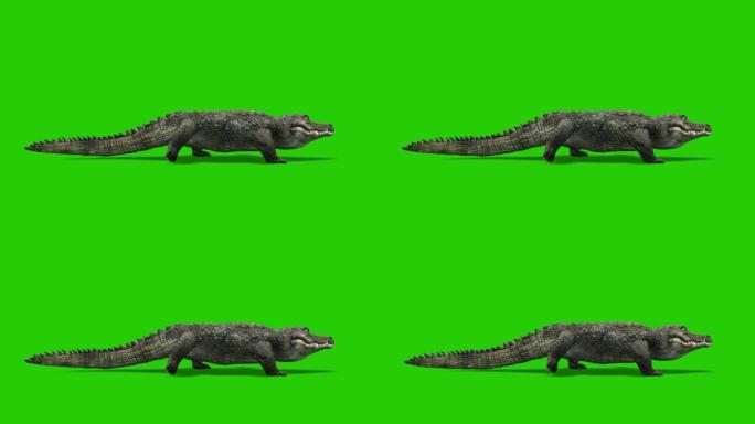 绿色屏幕上的鳄鱼行走动画。动物的概念，野生动物，游戏，返校，3d动画，短视频，电影，卡通，有机，色键