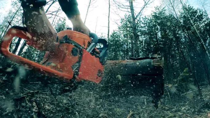 锯木厂工人正在使用电锯砍伐树木