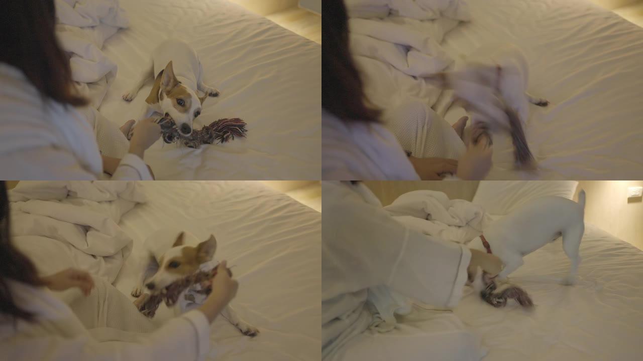 慢动作 -- 狗晚上在卧室的床上拉玩具绳