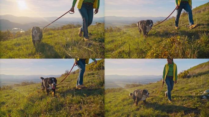 日落时分，SLO MO女人在绿色的山上walk狗