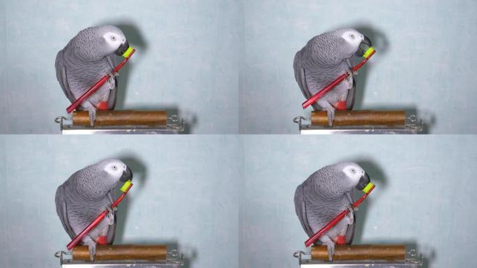 特写: 可爱的非洲灰鹦鹉玩旧牙刷的有趣镜头。
