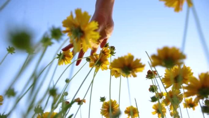 手触摸黄色花朵，低角度视图