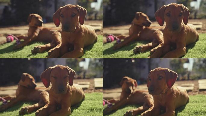 可爱的脊背小狗在家花园里玩耍的4k视频片段