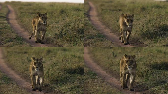 特写慢速的moiton母狮在非洲大草原上走向相机
