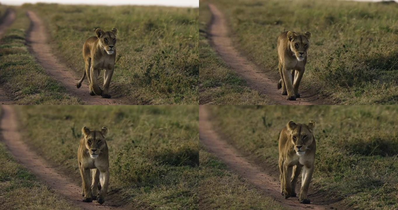 特写慢速的moiton母狮在非洲大草原上走向相机