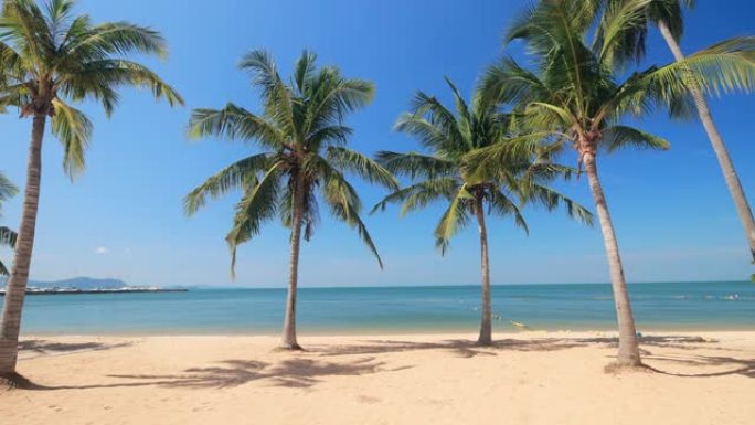 海滩上的椰子树海滩上的椰子树沙滩