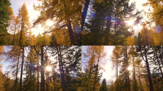 近:金秋的阳光照耀在落叶变化的落叶松森林