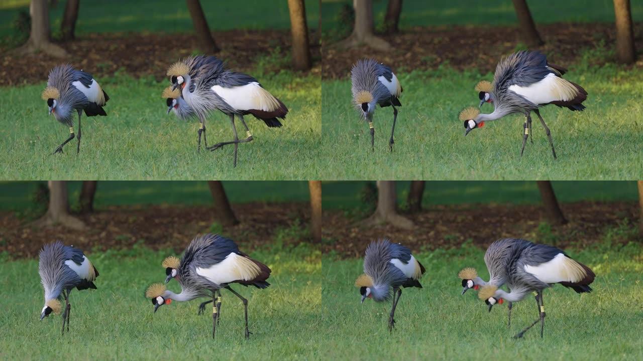 一小群惊人美丽的灰色冠鹤在草丛中寻找昆虫的慢动作视图