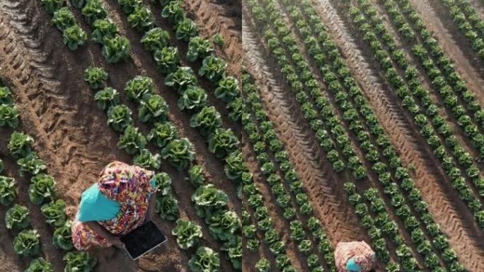 垂直视频。空中缩小视图。穿着传统服装的非洲黑人女农民使用数字平板电脑监控蔬菜作物。背景灌溉