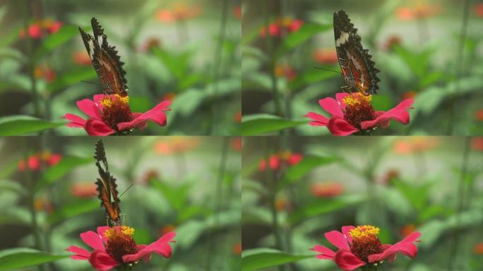 花上的帝王蝶。黑色和橙色的蝴蝶在喂食后飞离粉红色的花朵。慢动作
