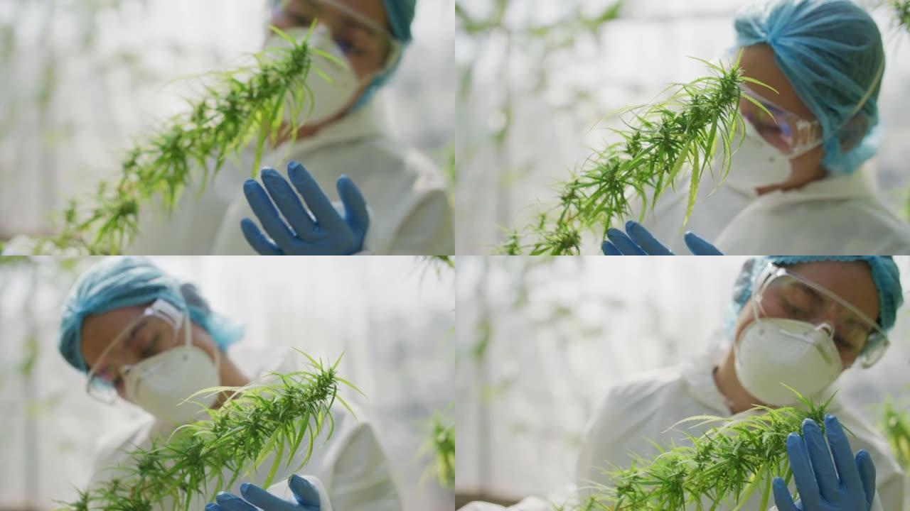 在现代实验室中照顾大麻植物的科学家