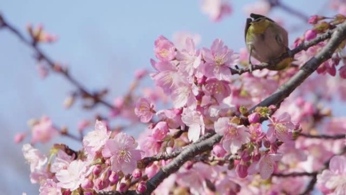 从樱花中吸食花蜜的白眼