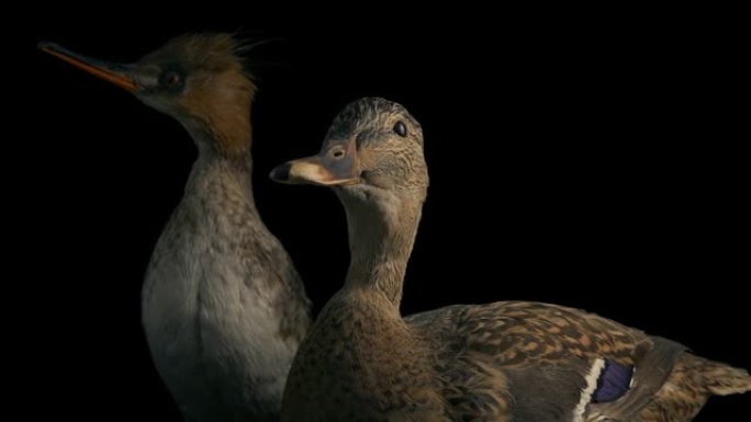 鸭子动物标本自然历史移动镜头
