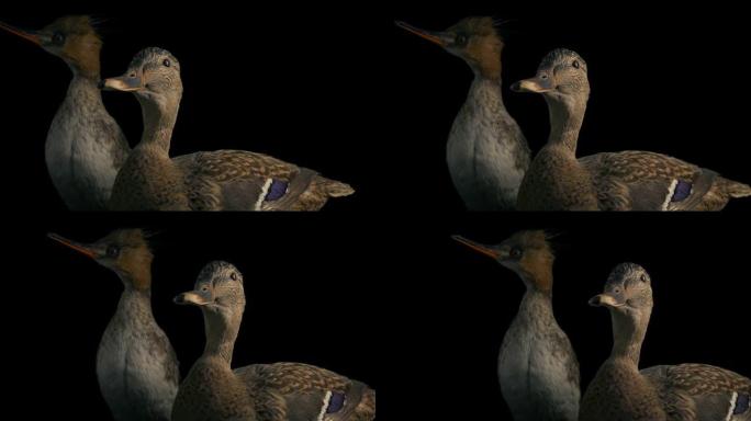 鸭子动物标本自然历史移动镜头