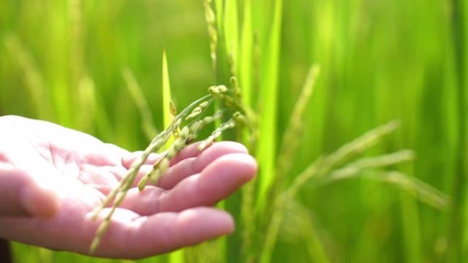 农民触摸绿色稻田的手，农业