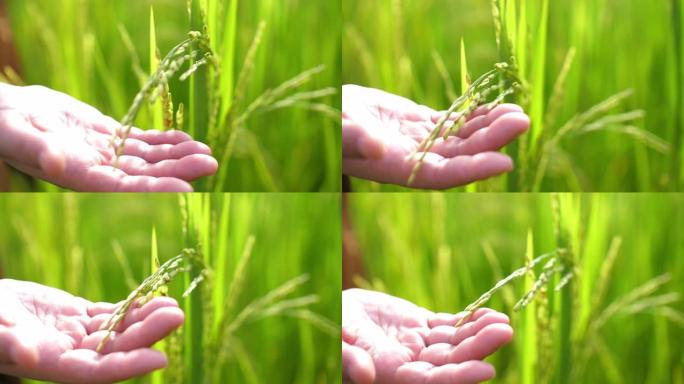 农民触摸绿色稻田的手，农业