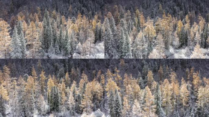 深秋的雪让五颜六色的森林非常梦幻