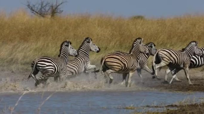 一小群斑马跑出水坑的慢动作特写镜头。斑马迁徙博茨瓦纳