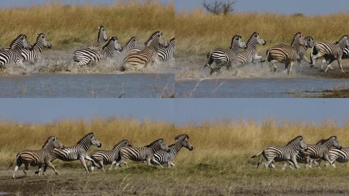 一小群斑马跑出水坑的慢动作特写镜头。斑马迁徙博茨瓦纳