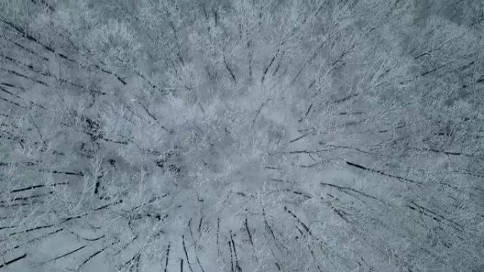 雪林树顶鸟瞰图雾凇树木丛林大雪封山