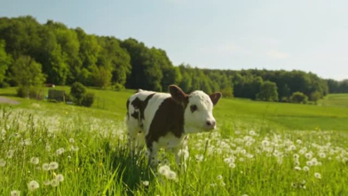 小牛犊在阳光灿烂的日子里在田野里奔跑
