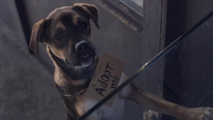 4k视频片段，一只可爱的狗戴着在动物收容所收养的标志