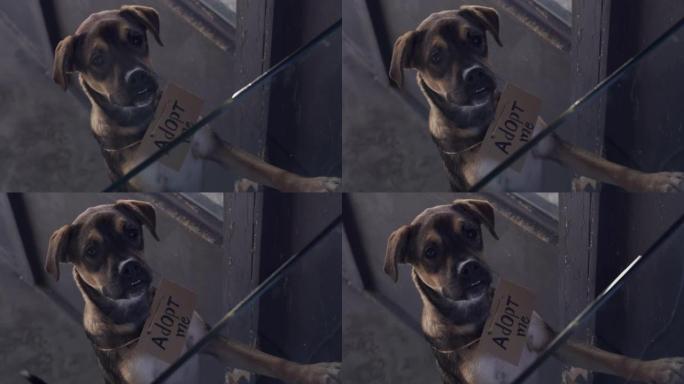 4k视频片段，一只可爱的狗戴着在动物收容所收养的标志