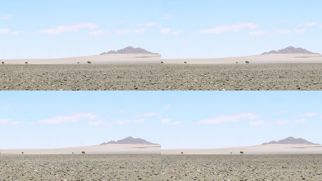 WS斑马在阳光明媚的广阔沙漠中漫游，纳米比亚，非洲