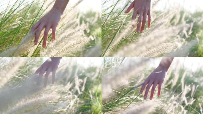 手触摸大自然，有阳光的草