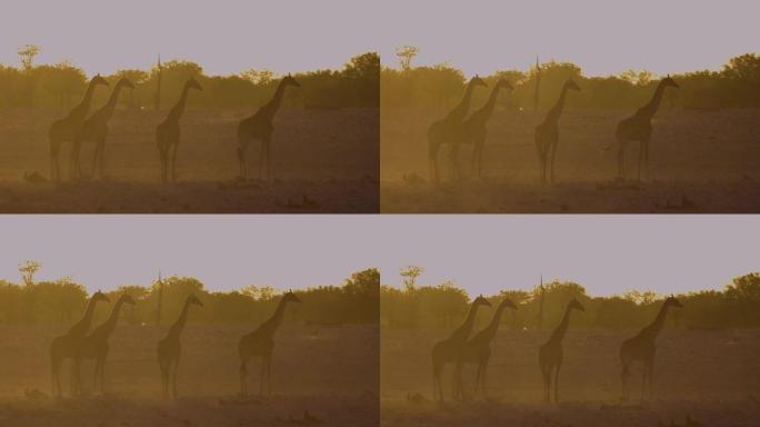 日落时分，一小群长颈鹿站在水坑上的背光视图，黑背jack狼在纳米比亚埃托沙国家公园的背景中经过