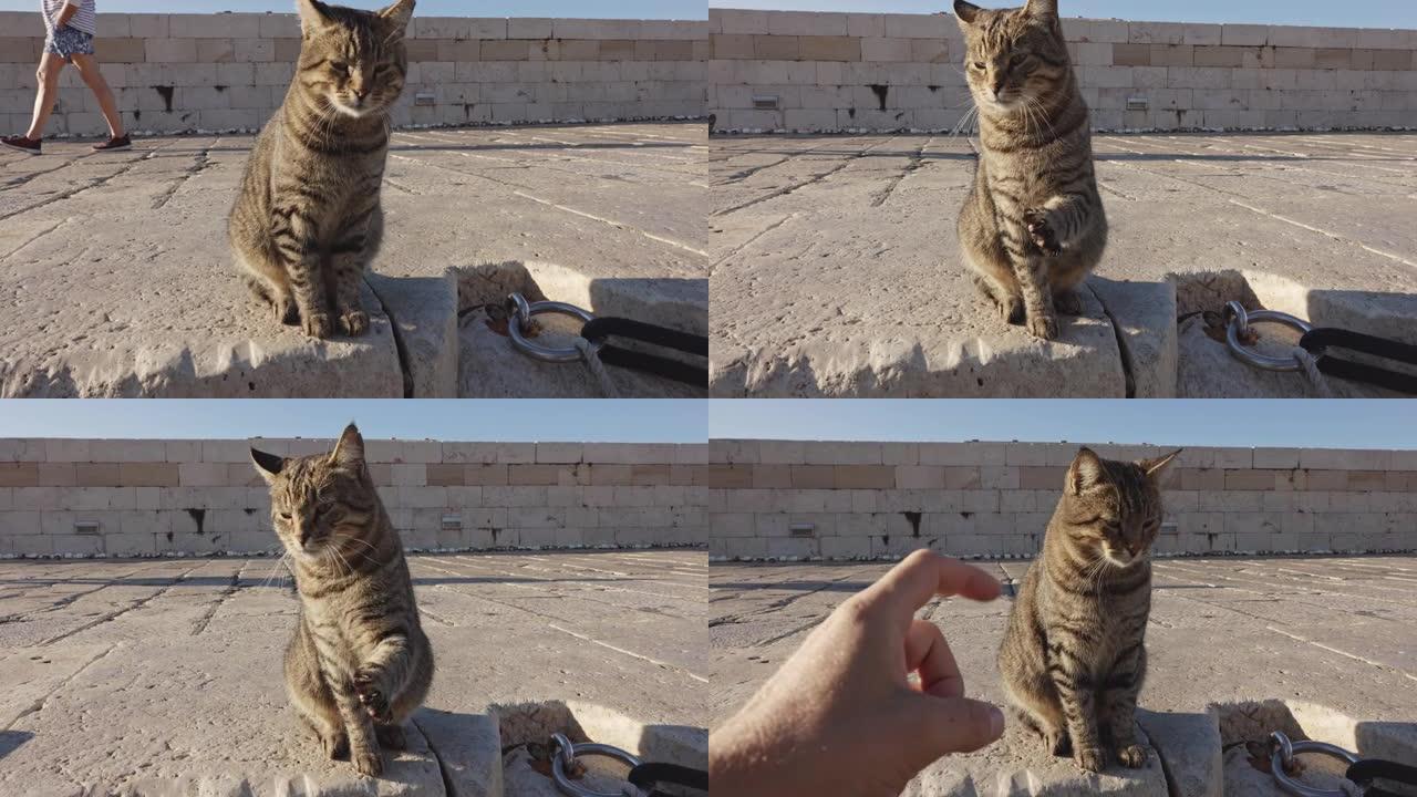 POV无法识别的人在码头上与一只可爱的猫玩耍