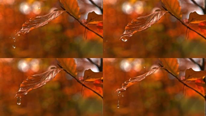 SLO MO水滴落在秋叶上
