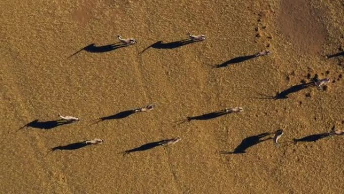 Gemsbok羚羊在纳米布沙漠中投下阴影的直线鸟瞰图