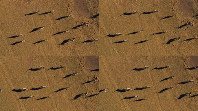 Gemsbok羚羊在纳米布沙漠中投下阴影的直线鸟瞰图