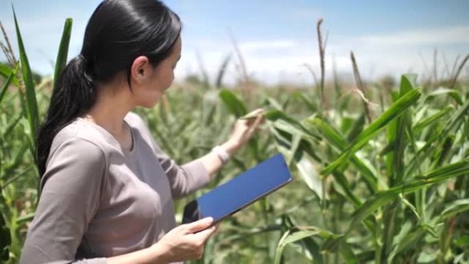 农民在农场使用数字平板电脑，特写