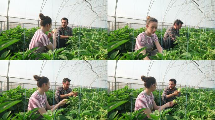 我们正在温室里种植有机辣椒。