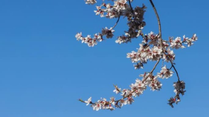 蓝天下的桃花看起来很精致