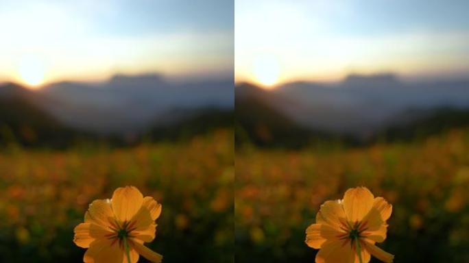 山上早晨有日出的黄花