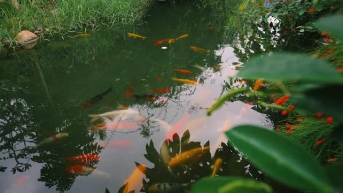 带鱼游泳的花园池塘