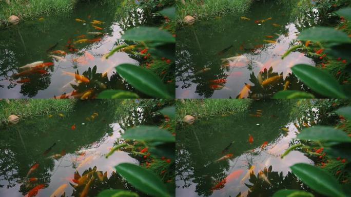 带鱼游泳的花园池塘