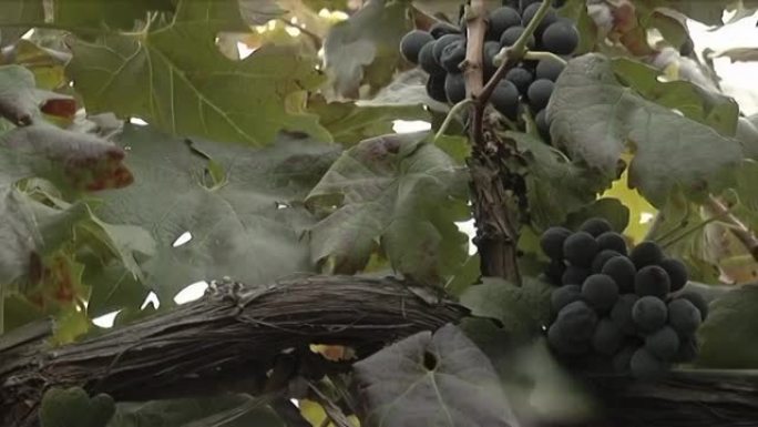 工人在阿根廷萨尔塔省卡法亚特的葡萄园里采摘葡萄。