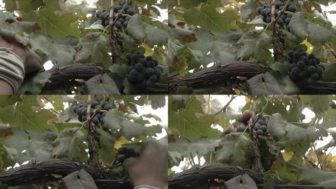 工人在阿根廷萨尔塔省卡法亚特的葡萄园里采摘葡萄。