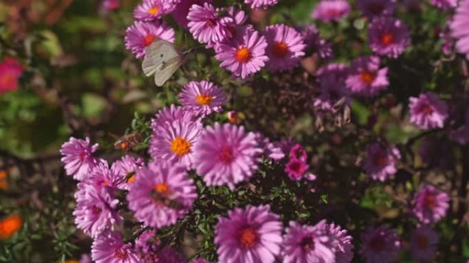 超级慢动作蝴蝶和蜜蜂在花园里的花
