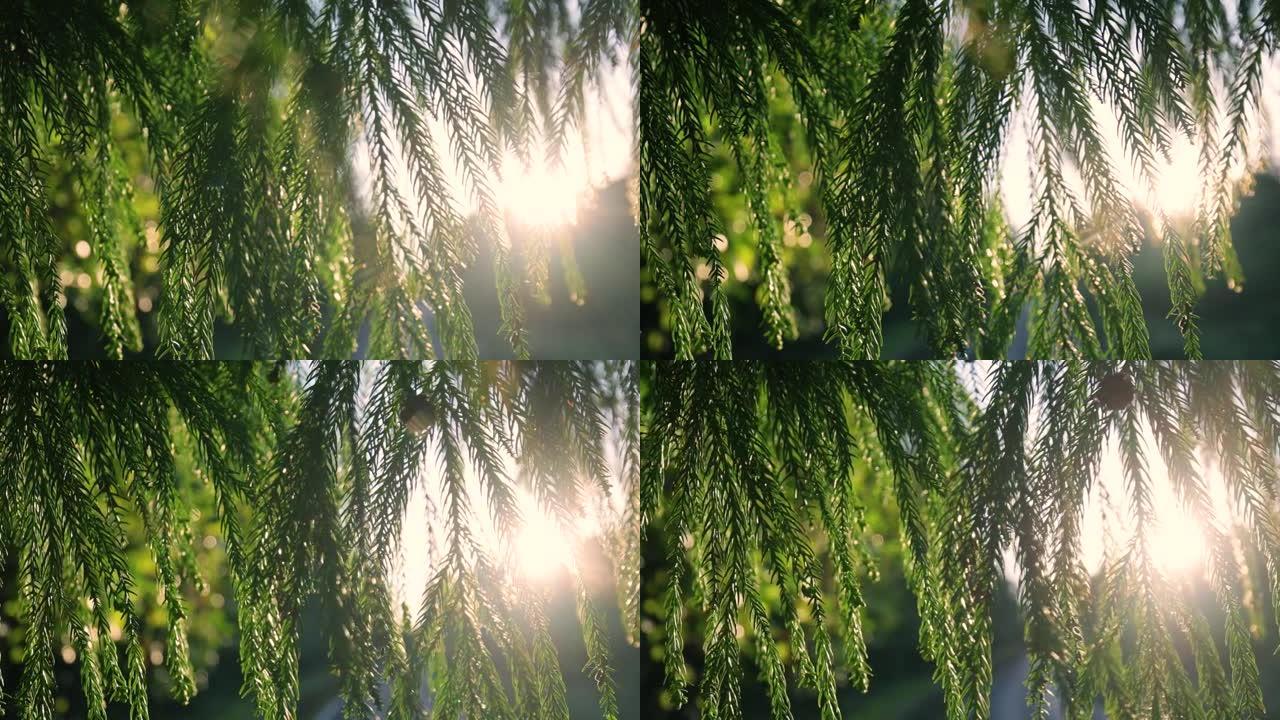 阳光照射的松叶阳光照射的松叶叶缝绿叶
