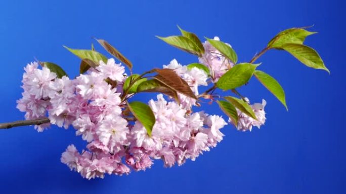 微风中的粉红色花朵樱花-合成蓝屏