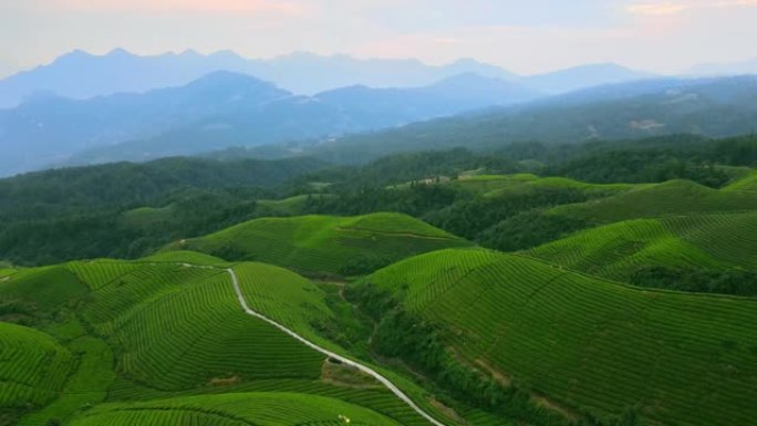 山中茶场的鸟瞰图茶园茶叶种植茶农采摘绿茶
