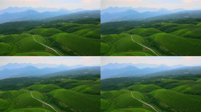 山中茶场的鸟瞰图茶园茶叶种植茶农采摘绿茶