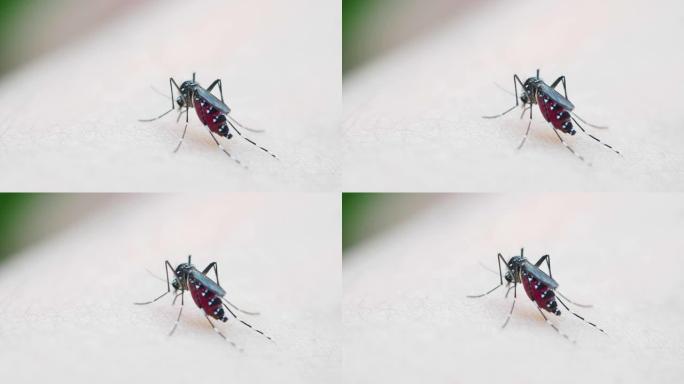 蚊子吸血人体皮肤一只蚊子特写视频素材
