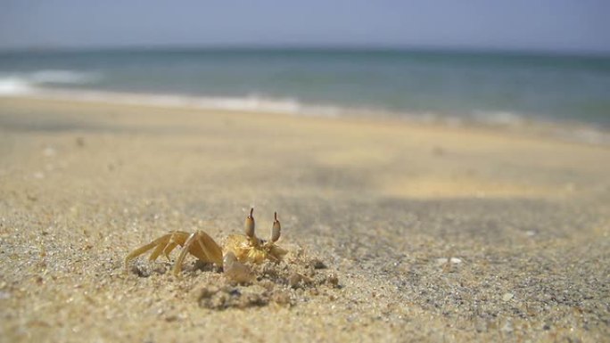 慢动作: 海滩上的小螃蟹特写