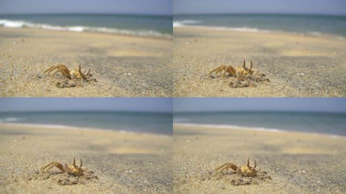 慢动作: 海滩上的小螃蟹特写